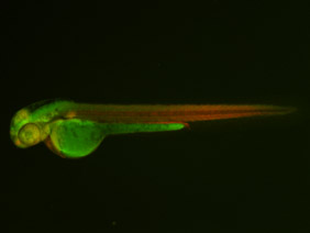 ED158 GFP/RFP 48h