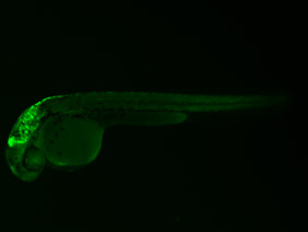 ED159 GFP 24h