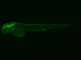 ED159 GFP 48h
