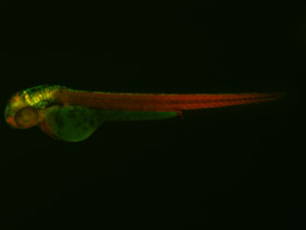 ED159 GFP/RFP 48h