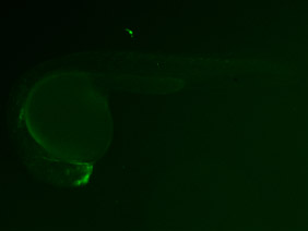 ED160 GFP 24h