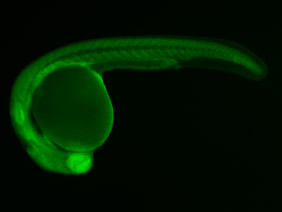 ED161 GFP 24h