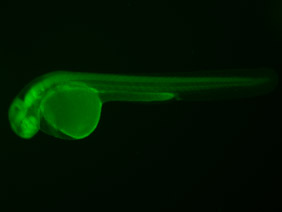 ED161 GFP 48h