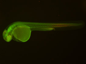 ED161 GFP/RFP 48h