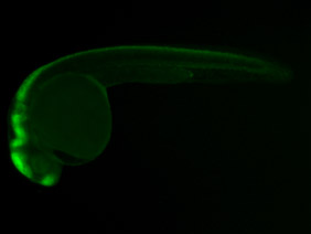 ED162 GFP 24h