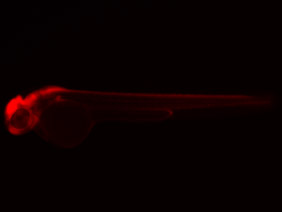 ED162 GFP 48h