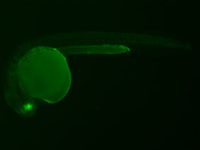 ED163 GFP 24h