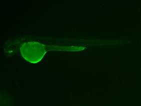 ED163 GFP 48h