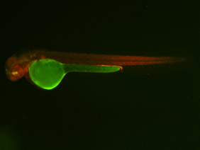 ED163 GFP/RFP 48h