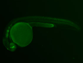 ED164 GFP 24h