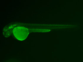 ED164 GFP 48h