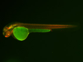 ED164 GFP/RFP 48h