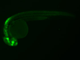 ED165 GFP 24h