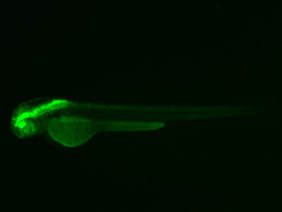 ED165 GFP 48h