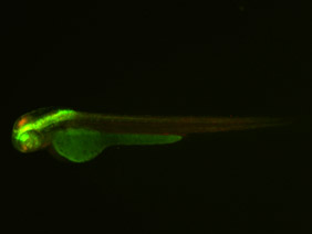 ED165 GFP/RFP 48h