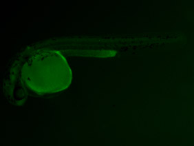 ED166 GFP 24h