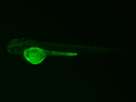 ED166 GFP 48h