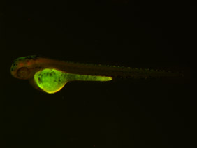 ED166 GFP/RFP 48h