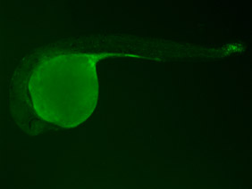 ED167 GFP 24h