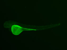 ED167 GFP 48h