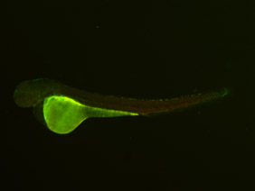 ED167 GFP/RFP 48h
