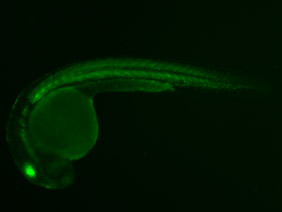 ED168 GFP 24h