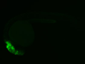 ED169 GFP 24h