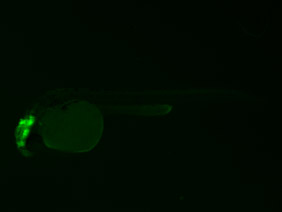 ED169 GFP 48h