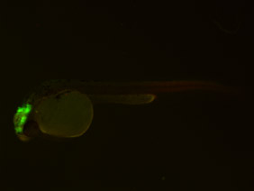 ED169 GFP/RFP 48h