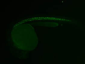 ED170 GFP 24h