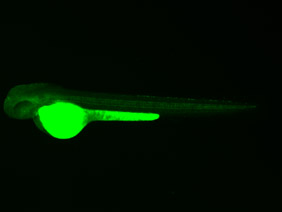 ED170 GFP 48h