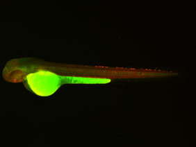 ED170 GFP/RFP 48h