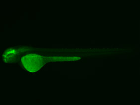 ED171 GFP 48h