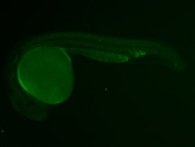 ED172 GFP 24h