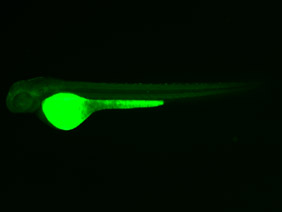 ED172 GFP 48h