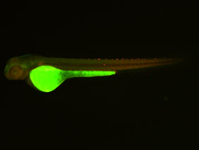 ED172 GFP/RFP 48h