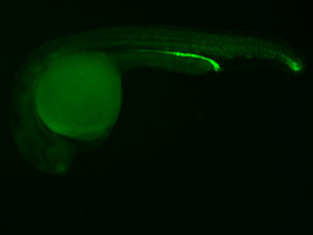 ED172B GFP 24h