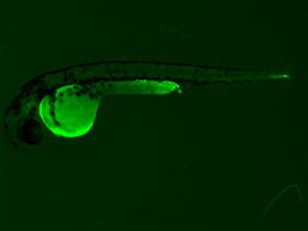 ED172B GFP 48h