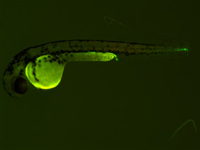 ED172B GFP/RFP 48h