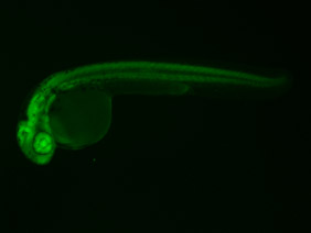 ED173 GFP 24h