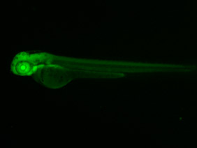 ED173 GFP 48h