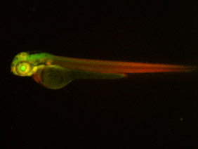 ED173 GFP/RFP 48h