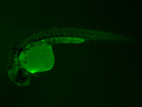 ED174 GFP 24h