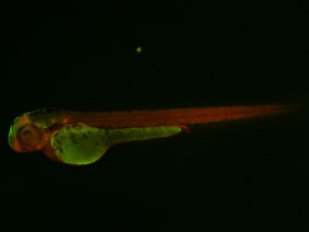 ED174 GFP/RFP 48h