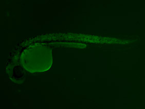 ED175 GFP 24h