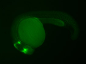 ED176 GFP 24h