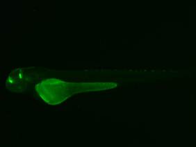 ED176 GFP 48h