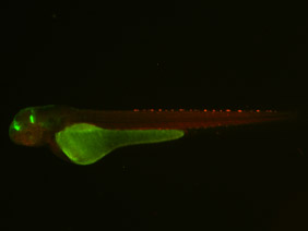 ED176 GFP/RFP 48h