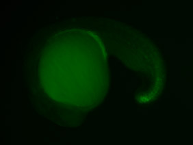 ED177 GFP 24h