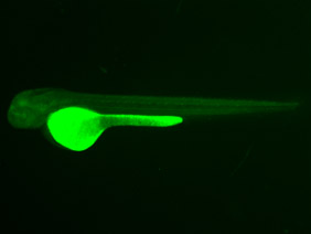ED177 GFP 48h